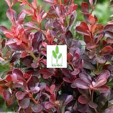 Човники Барбарис тунберга Атропурпуреа (Berberis thunbergii Atropurpurea), контейнер 3 л, 2 роки 1878954542 фото