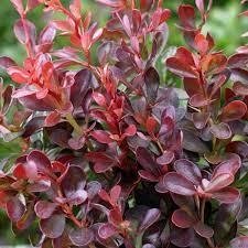 Човники Барбарис тунберга Атропурпуреа (Berberis thunbergii Atropurpurea), контейнер 3 л, 2 роки 1878954542 фото