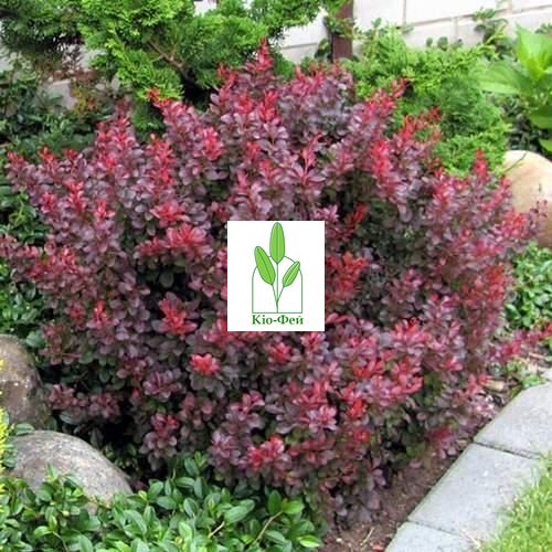 Човники Барбарис тунберга Атропурпуреа (Berberis thunbergii Atropurpurea), контейнер 3 л, 2 роки 1878954542 фото