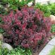 Човники Барбарис тунберга Атропурпуреа (Berberis thunbergii Atropurpurea), контейнер 3 л, 2 роки 1878954542 фото 2