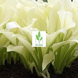 Кореневище Хоста White Feather 2711 фото