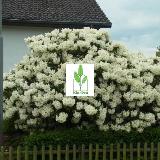 Саженцы Рододендрон Gartendirektor Rieger ,Гартендиректор Ригер - контейнер 0,5-1 л , 1 год 1878954182 фото