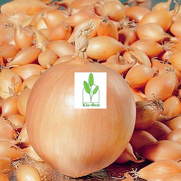 Цибуля Севок Коррадо (Top Onion), 1 кг, Голландія, розмір 10/21 1888624160 фото