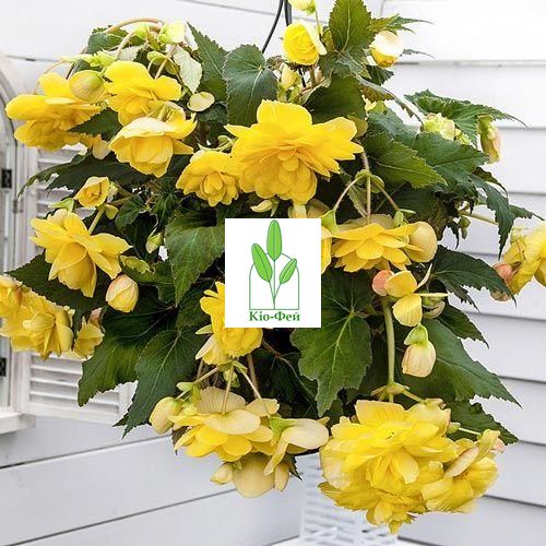 Бульби Бегонія Pendula Large Hanging Yellow 5/6 2208 фото